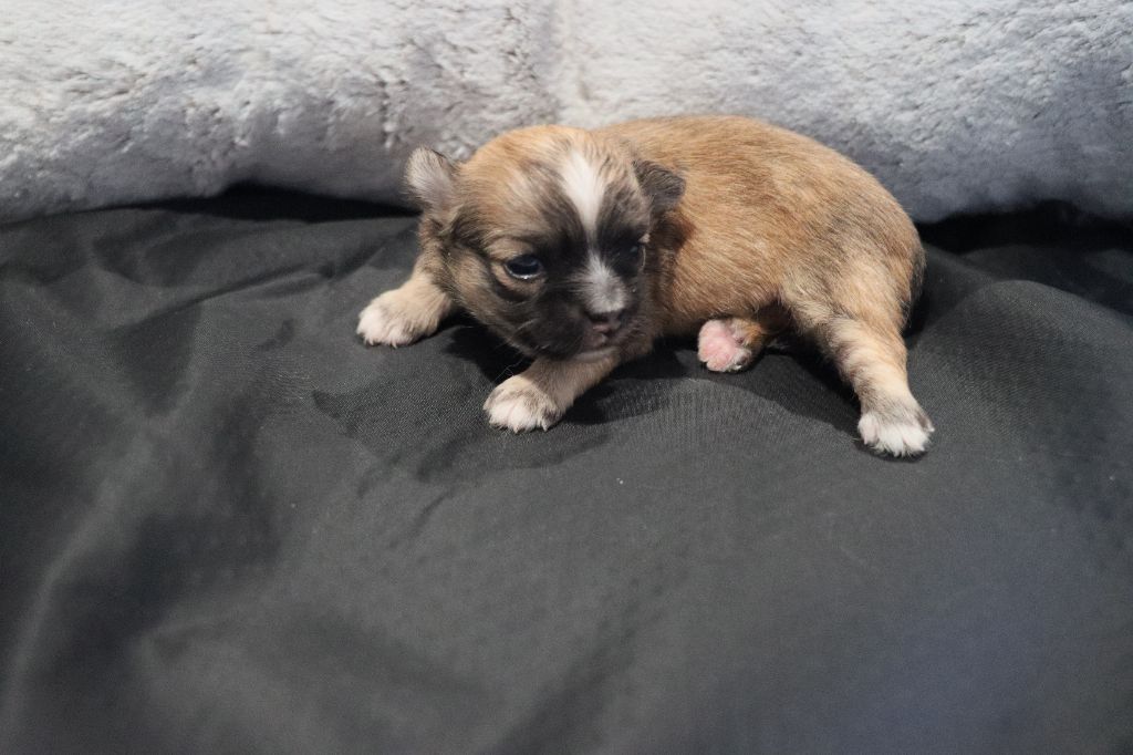 de la grande equinoxe - Chiot disponible  - Chihuahua