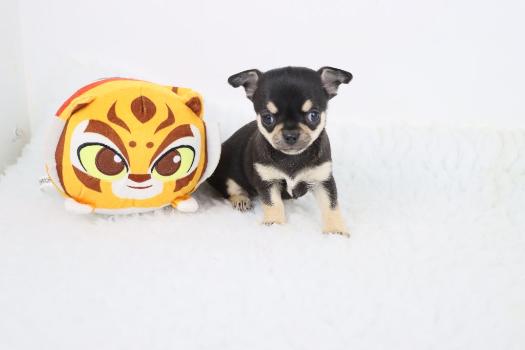 de la grande equinoxe - Chiot disponible  - Chihuahua