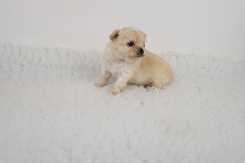 de la grande equinoxe - Chiot disponible  - Chihuahua