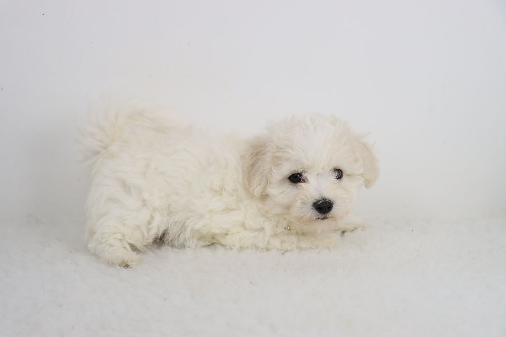 de la grande equinoxe - Chiot disponible  - Bichon Frise