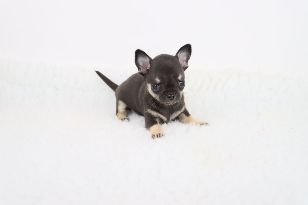 de la grande equinoxe - Chiot disponible  - Chihuahua