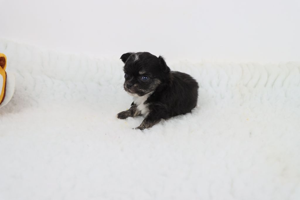 de la grande equinoxe - Chiot disponible  - Chihuahua