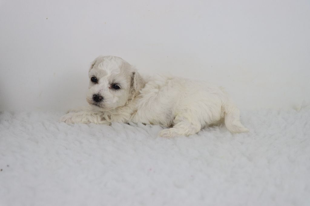 de la grande equinoxe - Chiot disponible  - Bichon Frise