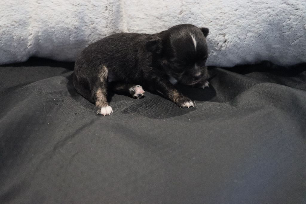 de la grande equinoxe - Chiot disponible  - Chihuahua