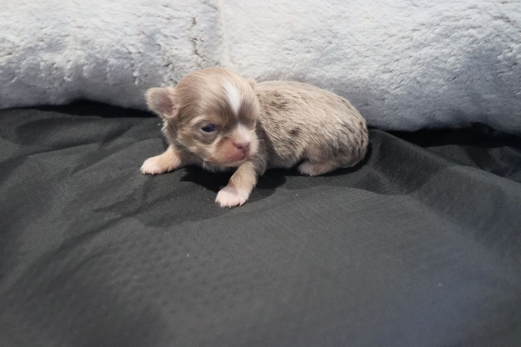 de la grande equinoxe - Chiot disponible  - Chihuahua