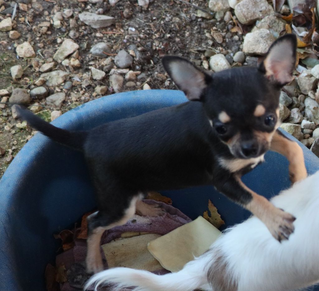 de la grande equinoxe - Chiot disponible  - Chihuahua