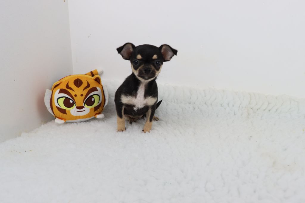 de la grande equinoxe - Chiot disponible  - Chihuahua