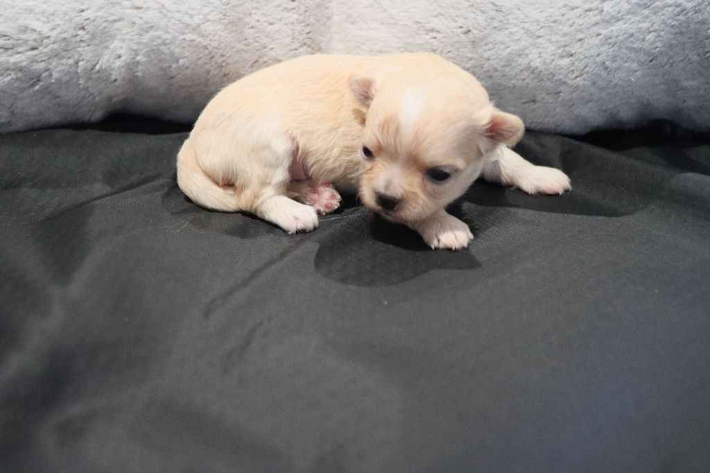 de la grande equinoxe - Chiot disponible  - Chihuahua