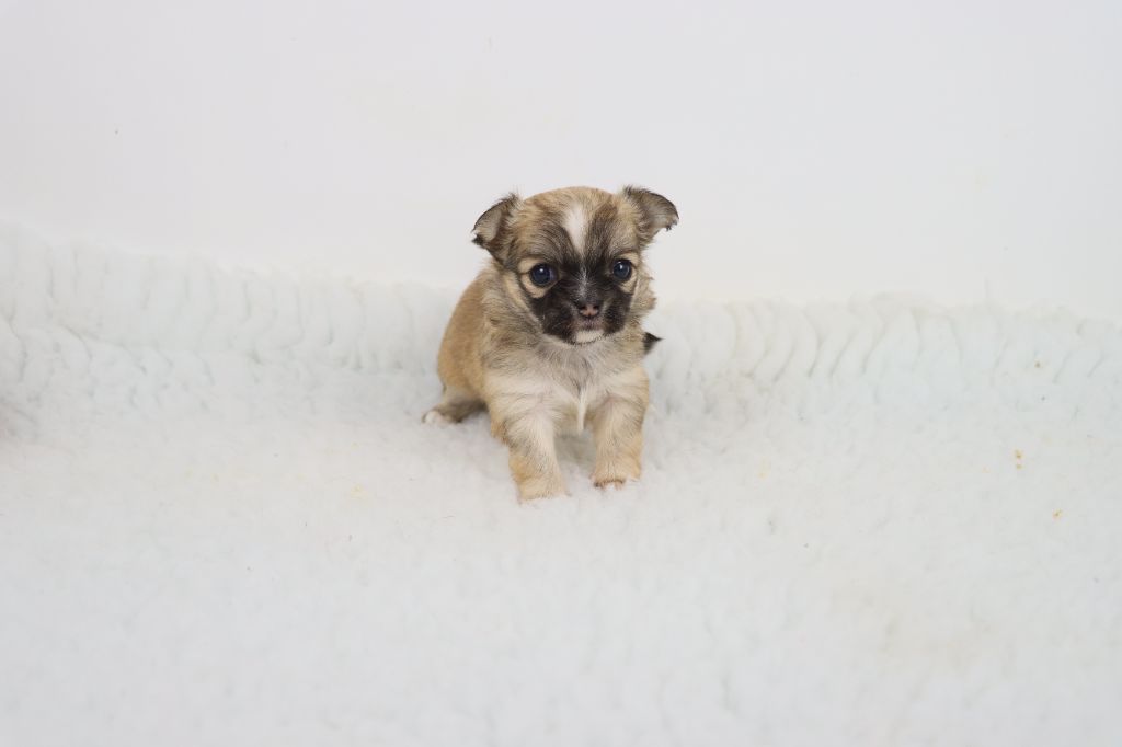 de la grande equinoxe - Chiot disponible  - Chihuahua