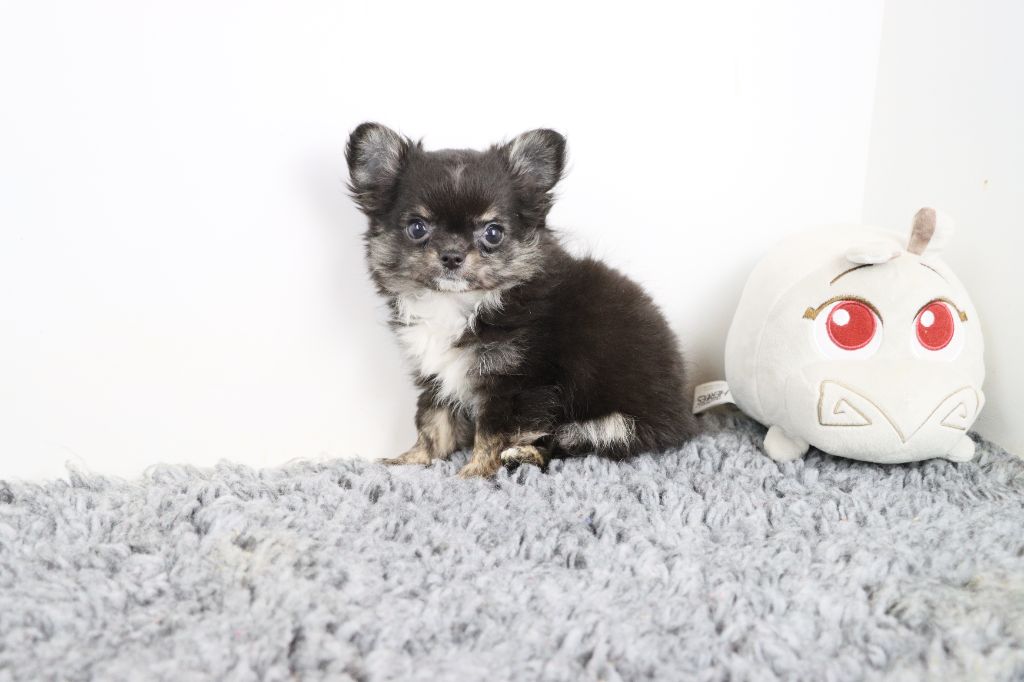 de la grande equinoxe - Chiot disponible  - Chihuahua