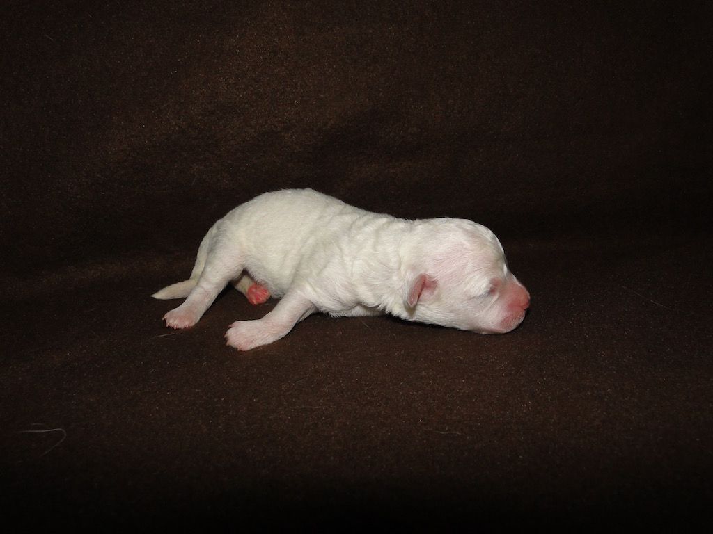 de la grande equinoxe - Chiot disponible  - Bichon Frise