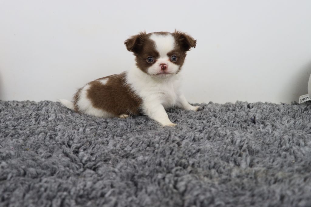 de la grande equinoxe - Chiot disponible  - Chihuahua