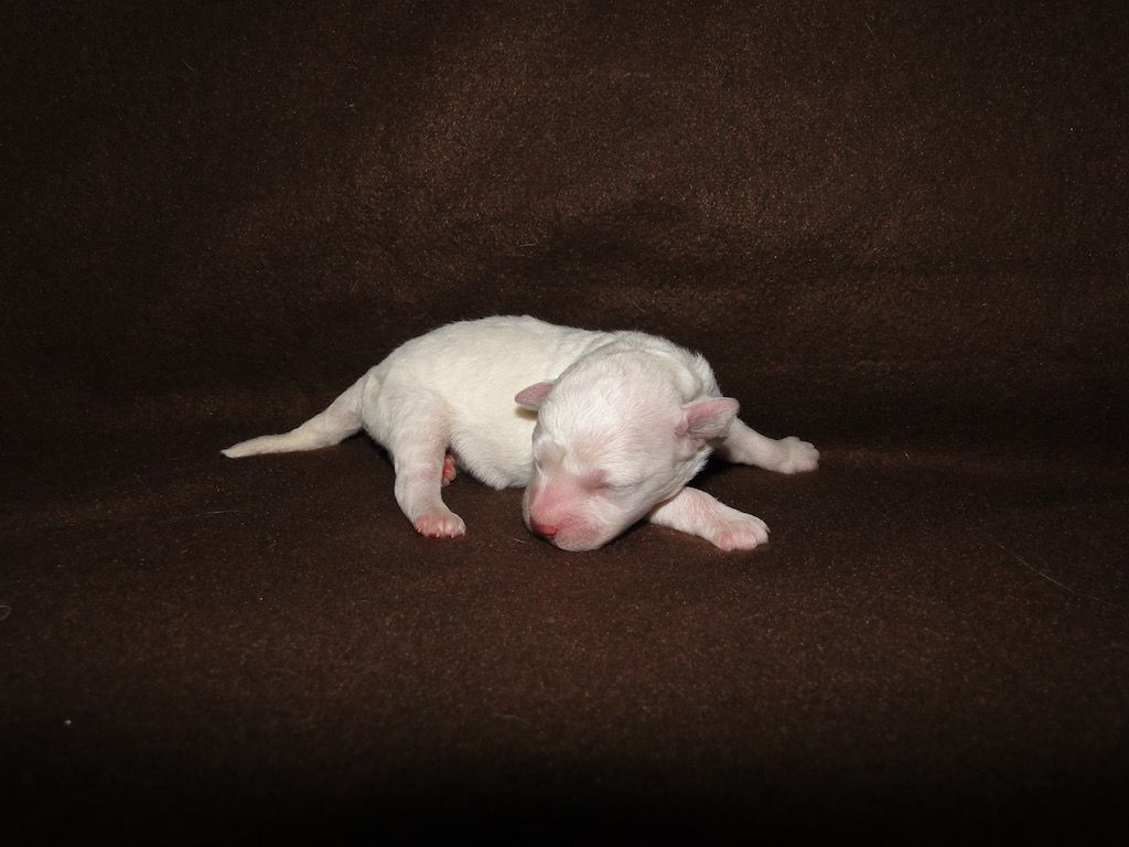 de la grande equinoxe - Chiot disponible  - Bichon Frise