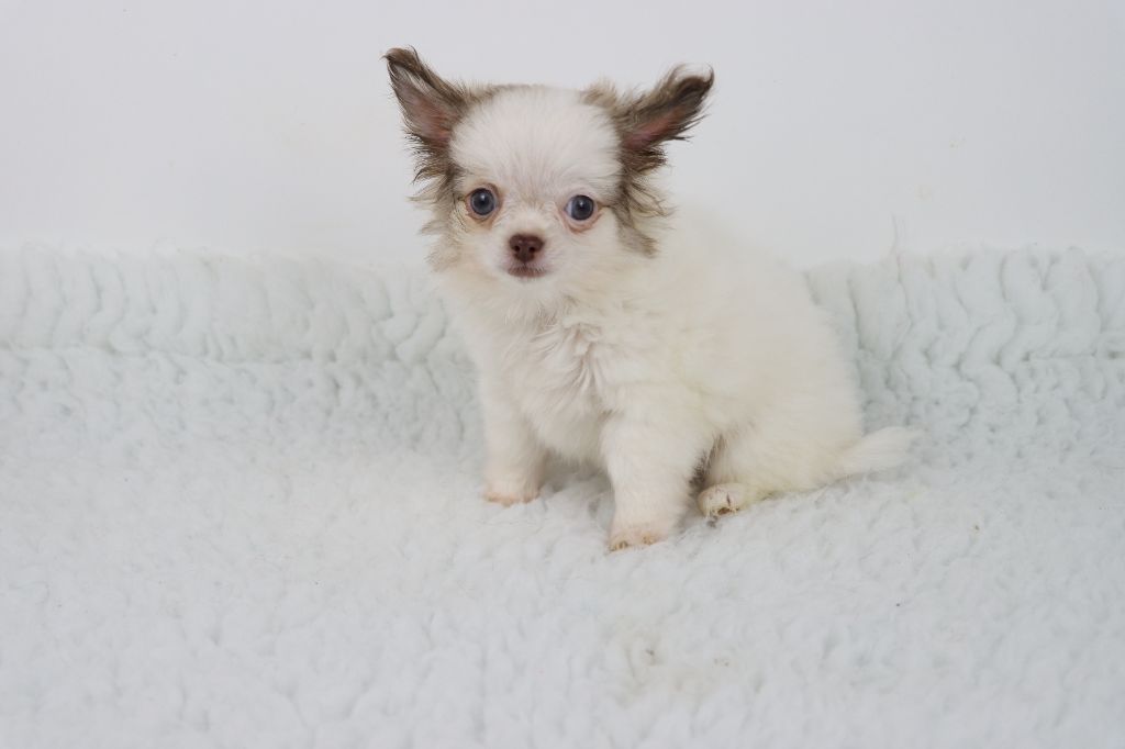 de la grande equinoxe - Chiot disponible  - Chihuahua