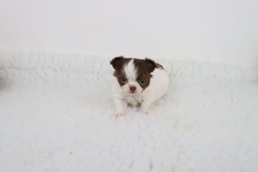 de la grande equinoxe - Chiot disponible  - Chihuahua