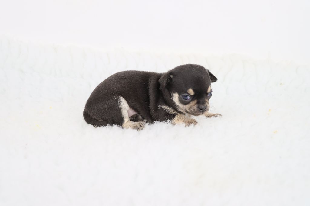 de la grande equinoxe - Chiot disponible  - Chihuahua