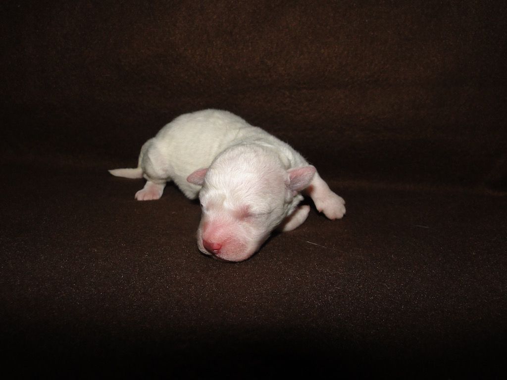 de la grande equinoxe - Chiot disponible  - Bichon Frise