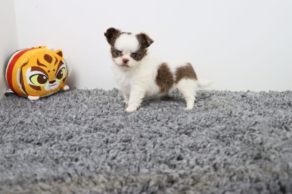 de la grande equinoxe - Chiot disponible  - Chihuahua