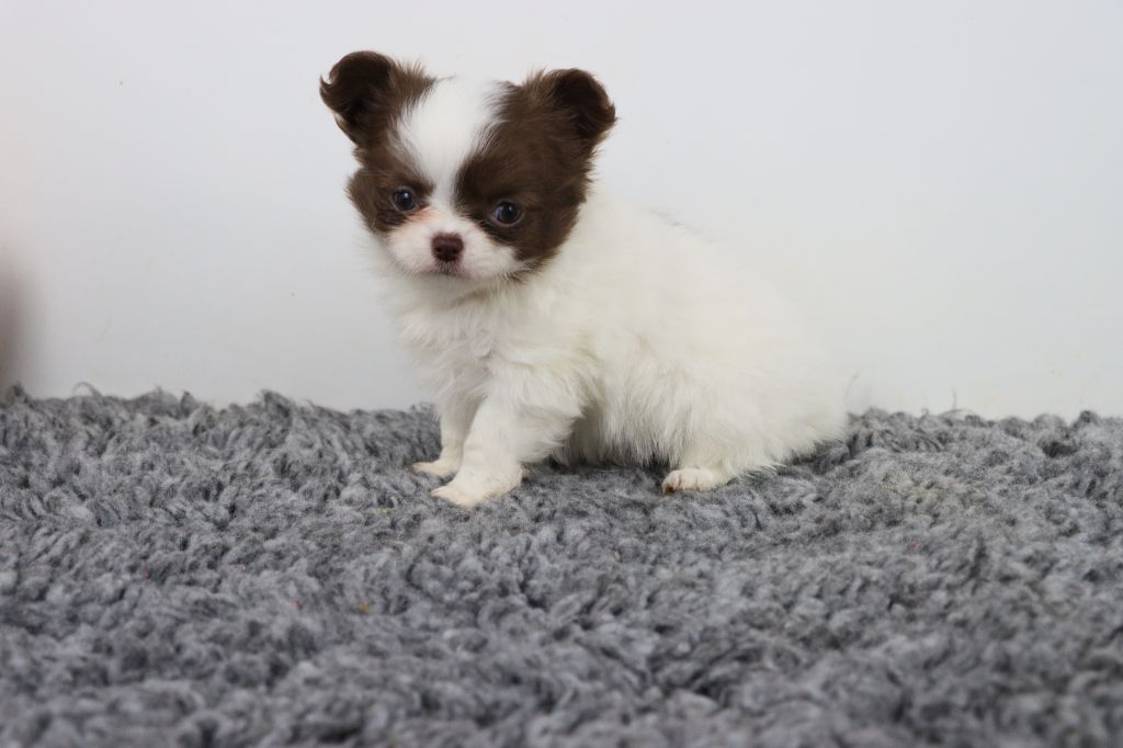 de la grande equinoxe - Chiot disponible  - Chihuahua