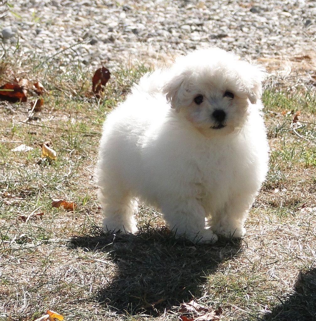 de la grande equinoxe - Chiot disponible  - Bichon Frise