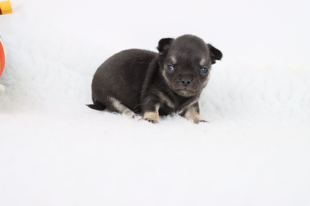 de la grande equinoxe - Chiot disponible  - Chihuahua