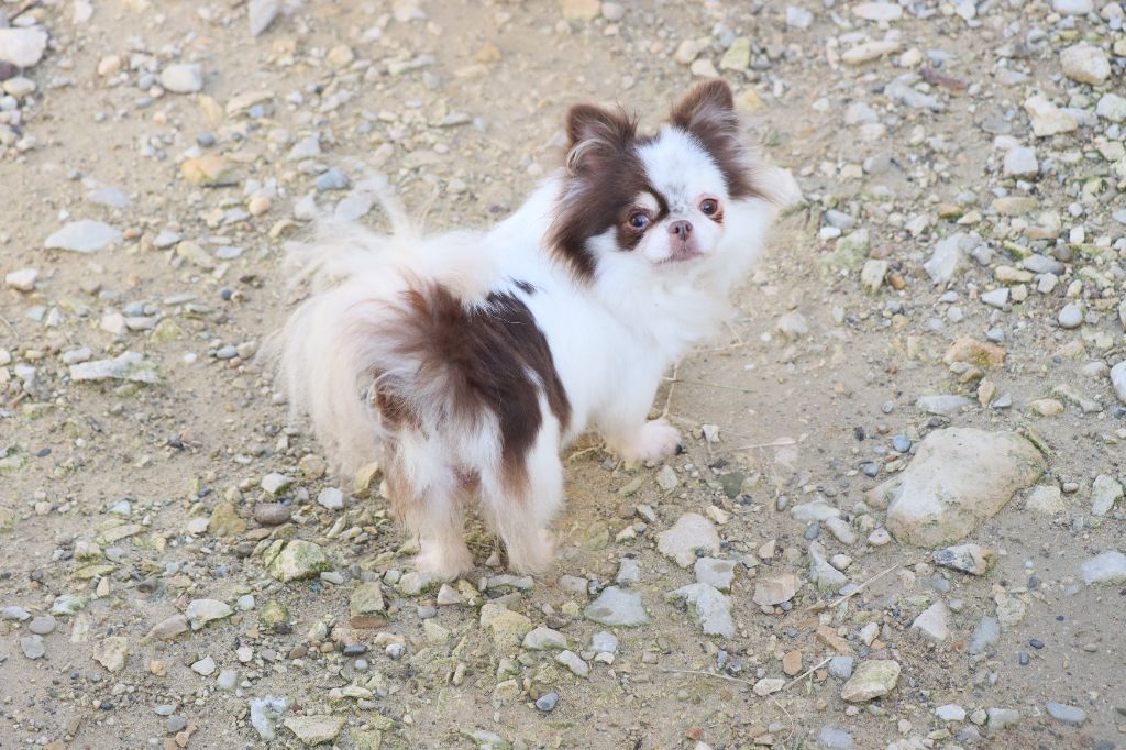 Amalka (dit poppy) sorajama