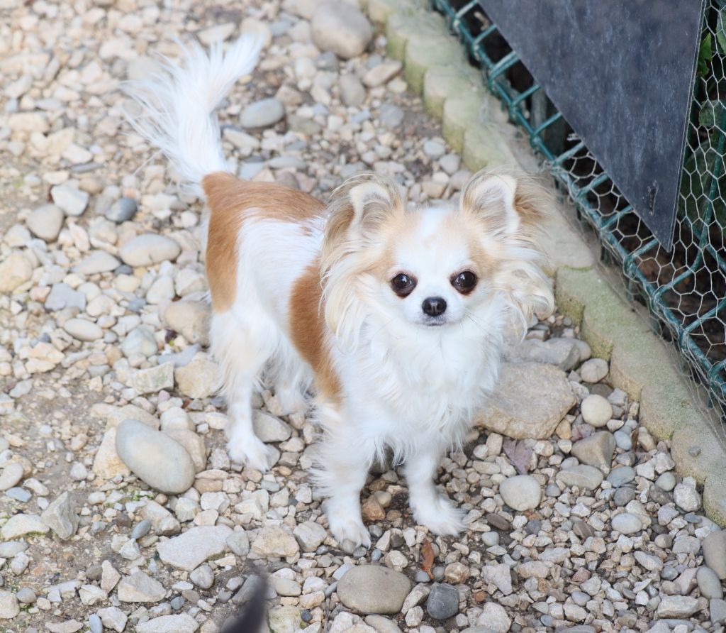 Roxie Du domaine pacifique