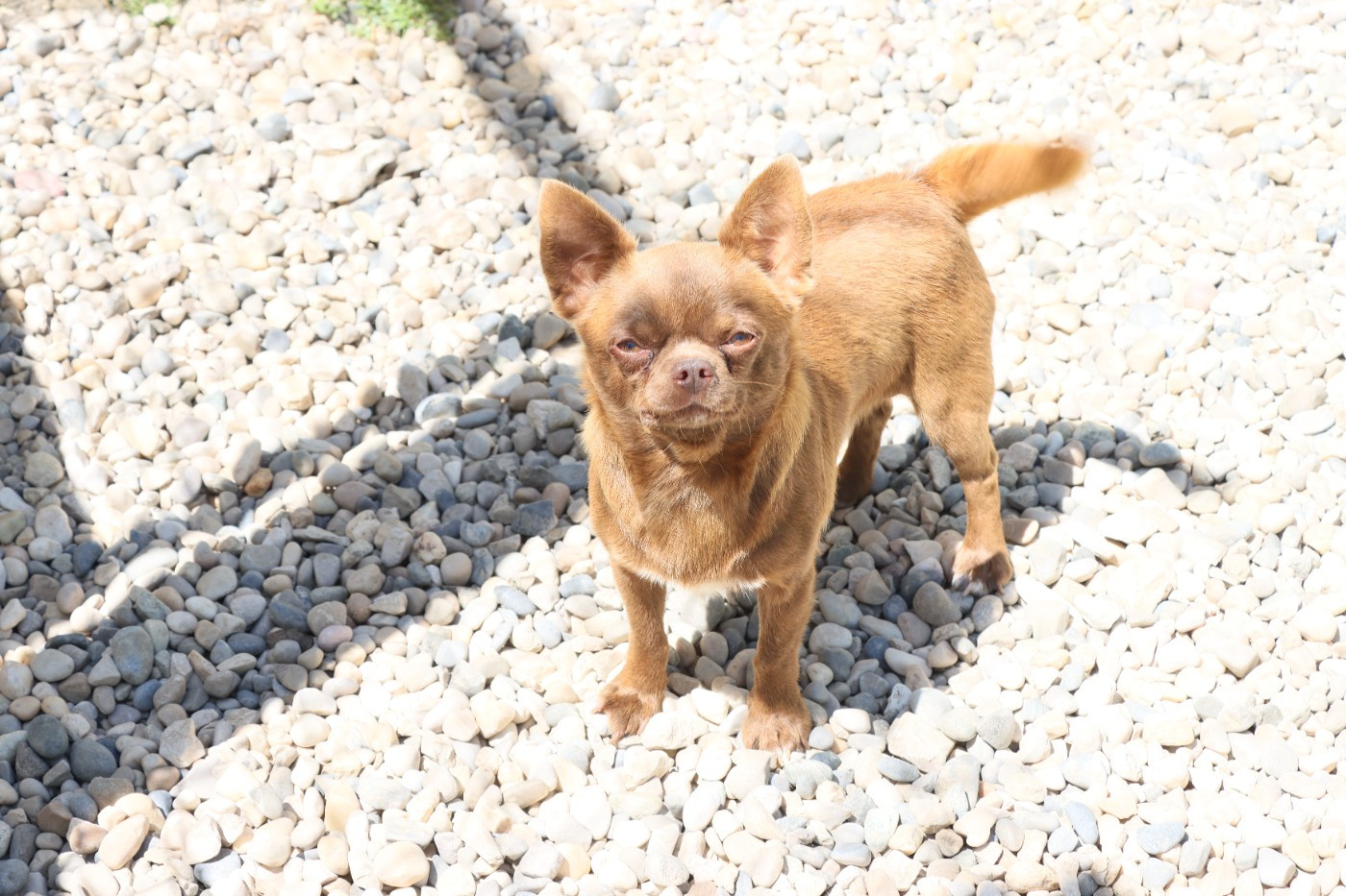 Sailor setson Des Loves Didi