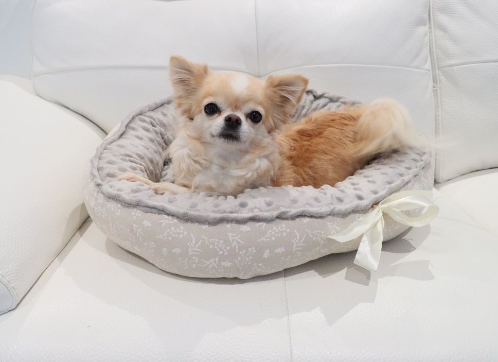 Shakira Des Minis Trésors