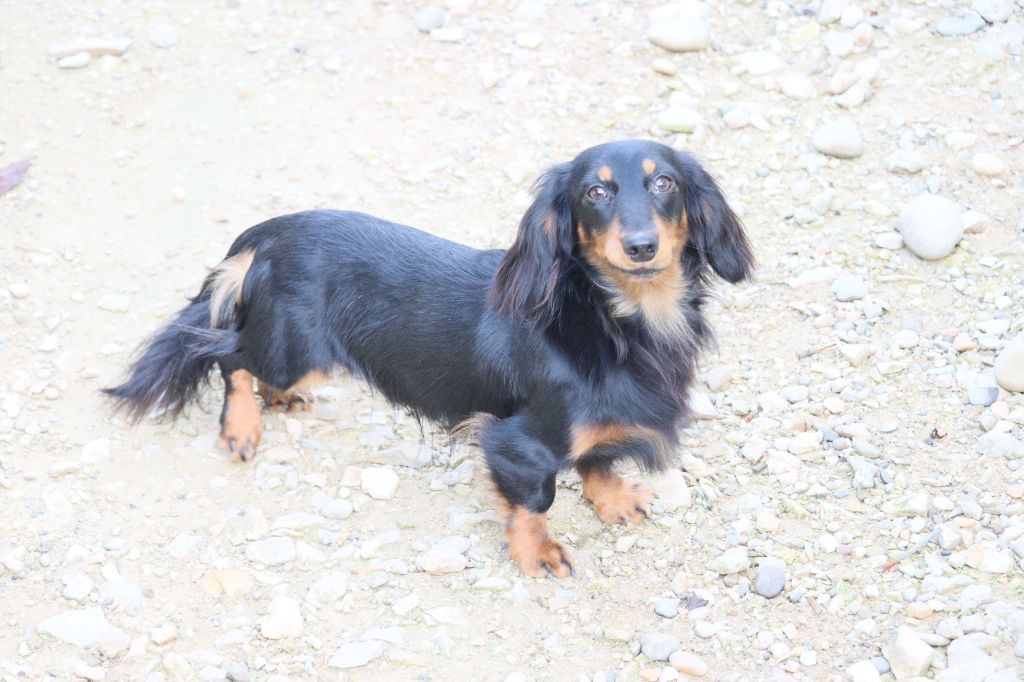 White spinell Philip