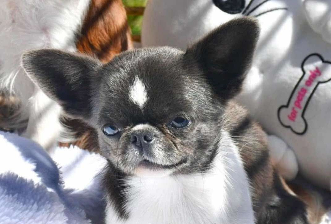 Astra vitus MILOCHKA