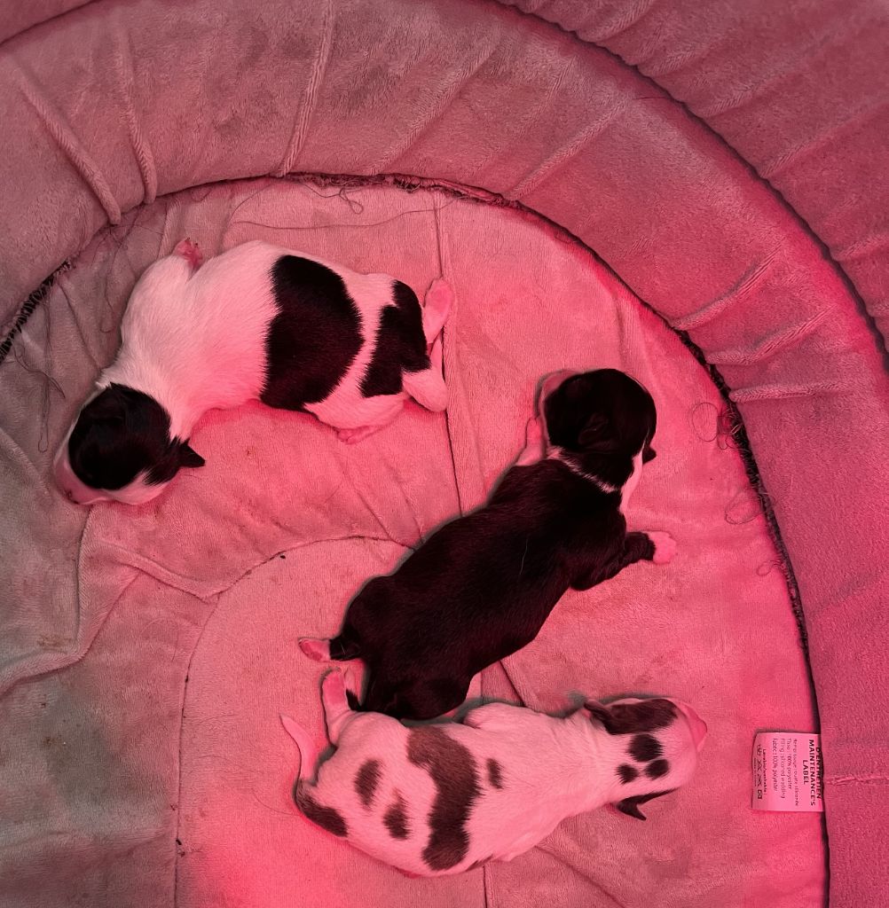 de la grande equinoxe - Chiots disponibles - Chihuahua