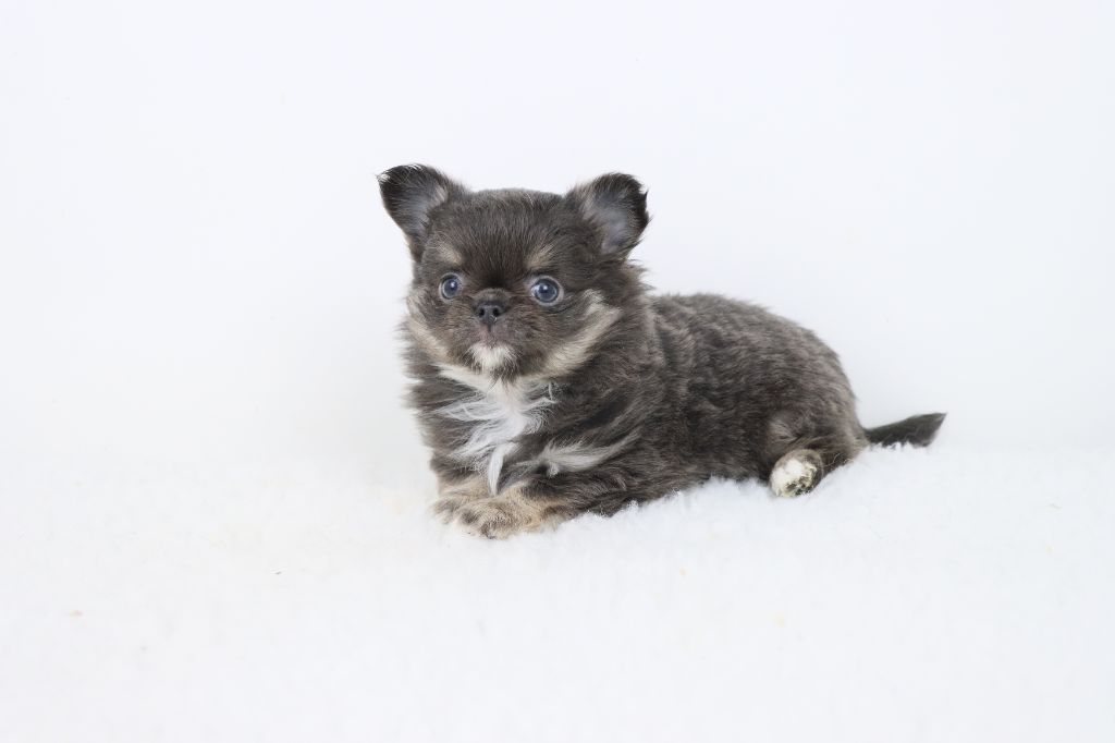 de la grande equinoxe - Chiots disponibles - Chihuahua