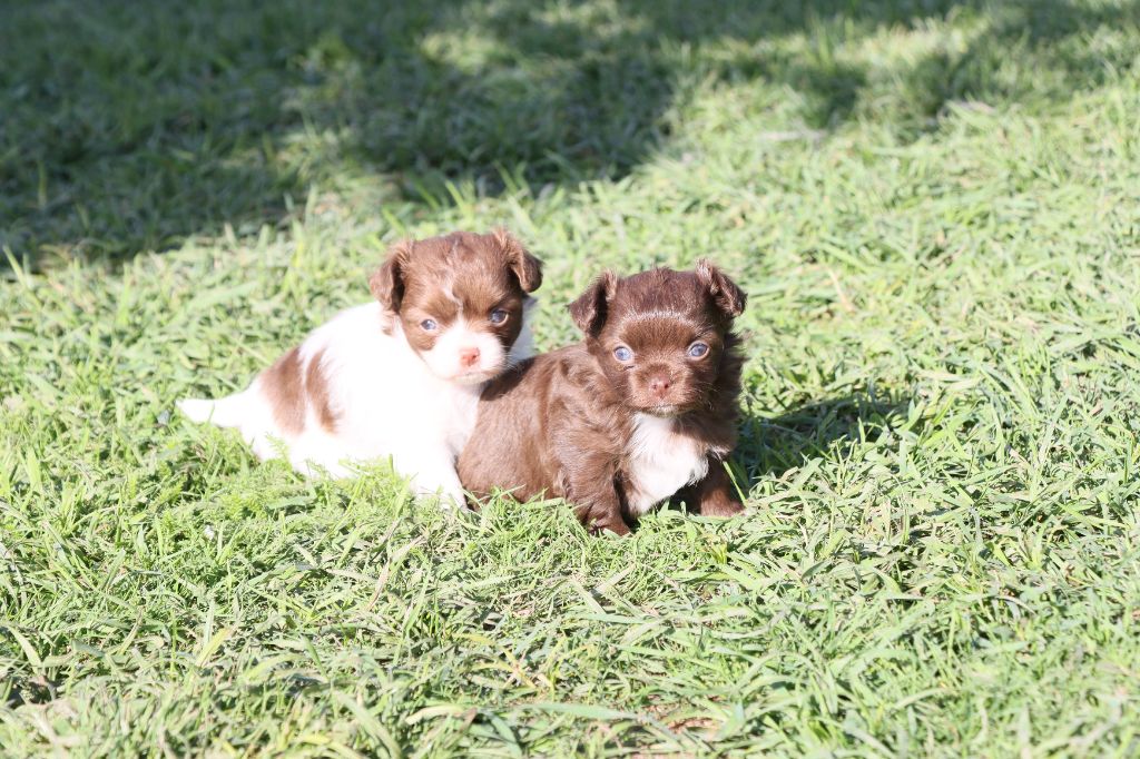 de la grande equinoxe - Chihuahua - Portée née le 27/08/2025