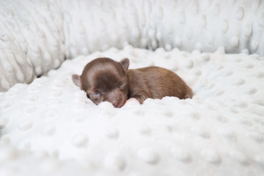 de la grande equinoxe - Chiots disponibles - Chihuahua