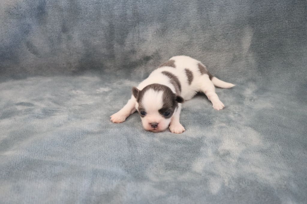 de la grande equinoxe - Chiots disponibles - Chihuahua