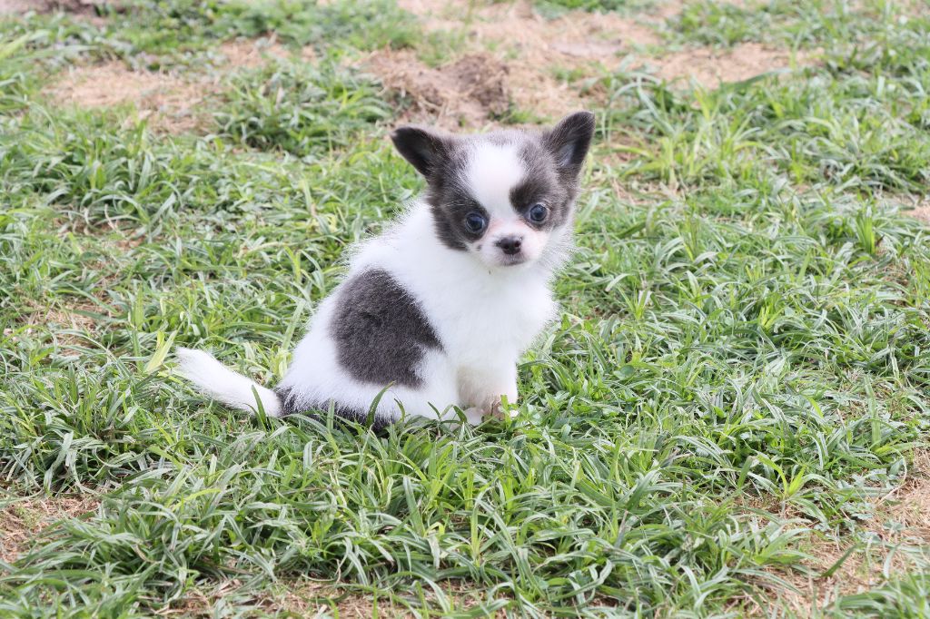 de la grande equinoxe - Chiots disponibles - Chihuahua