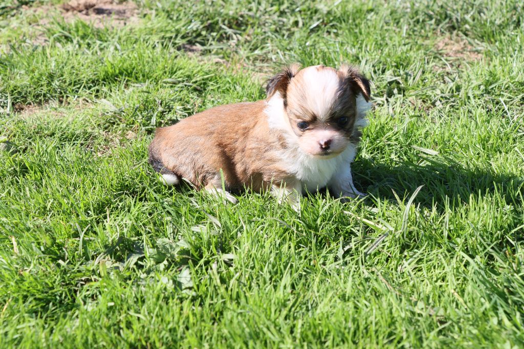 de la grande equinoxe - Chiots disponibles - Chihuahua