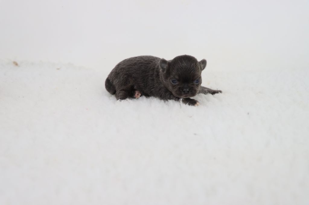 de la grande equinoxe - Chiots disponibles - Chihuahua