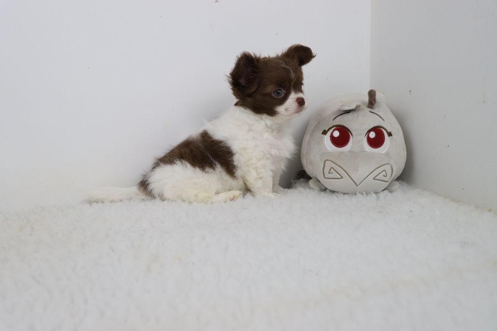 de la grande equinoxe - Chiots disponibles - Chihuahua