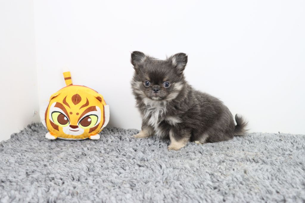 de la grande equinoxe - Chiots disponibles - Chihuahua