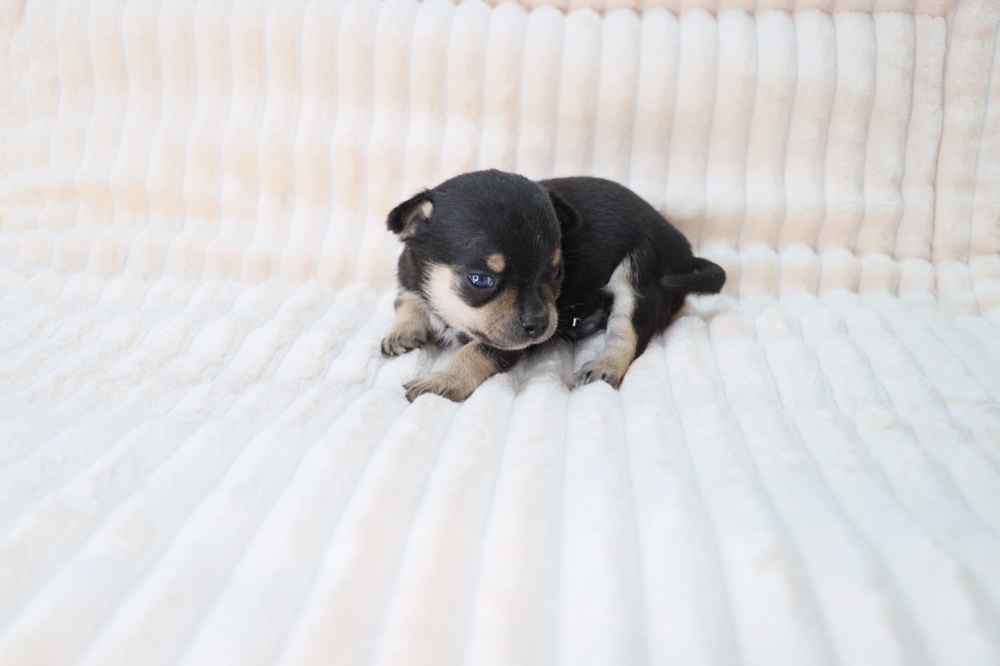 de la grande equinoxe - Chiots disponibles - Chihuahua