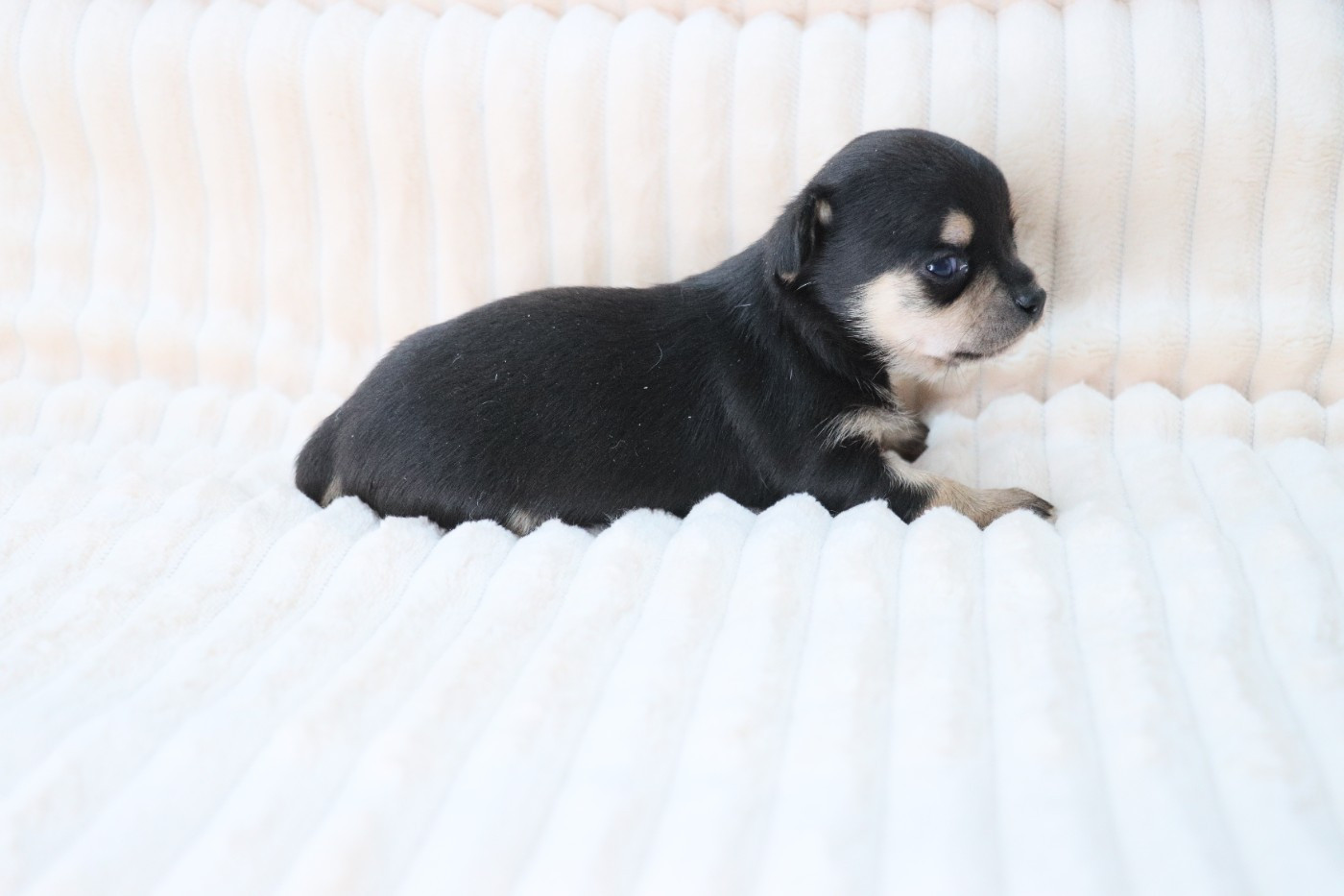 de la grande equinoxe - Chiots disponibles - Chihuahua
