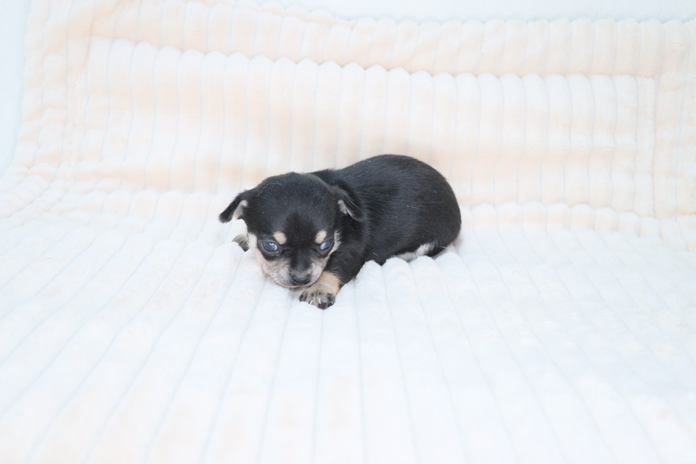 de la grande equinoxe - Chiots disponibles - Chihuahua