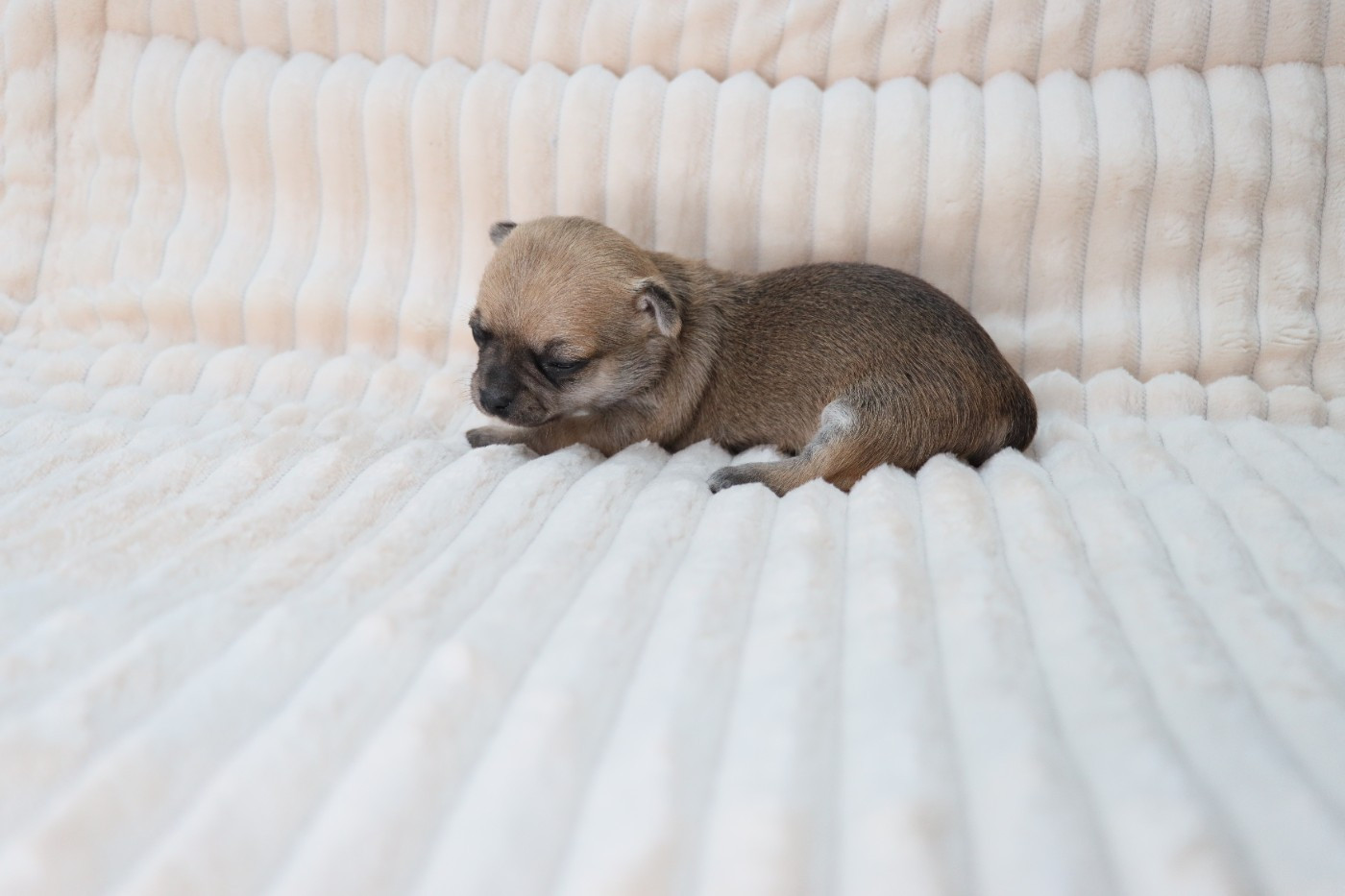 de la grande equinoxe - Chiots disponibles - Chihuahua