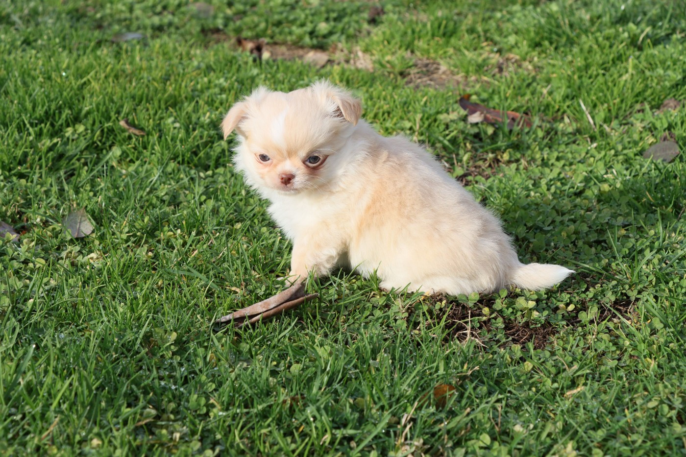 de la grande equinoxe - Chiots disponibles - Chihuahua