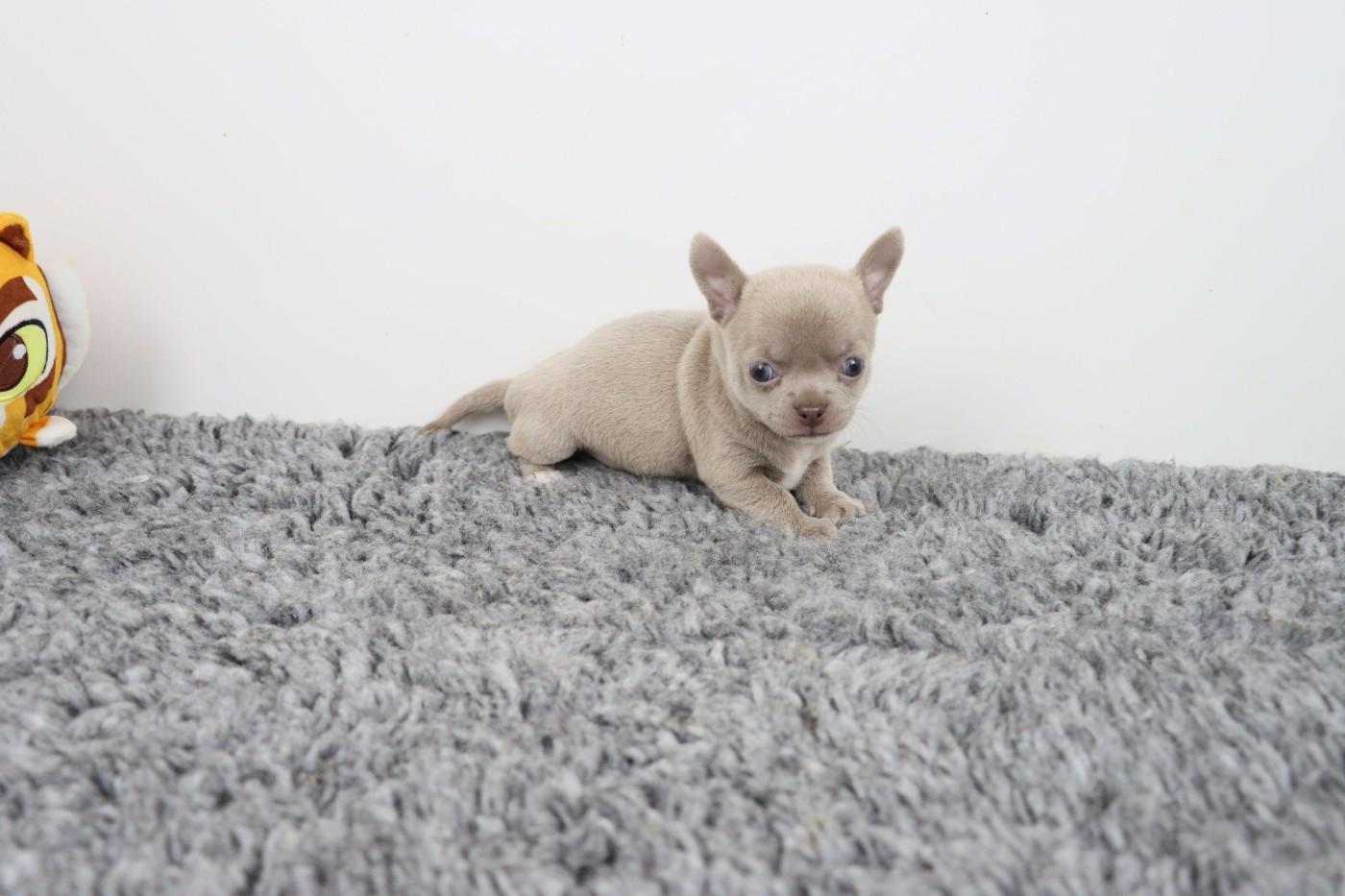de la grande equinoxe - Chiots disponibles - Chihuahua