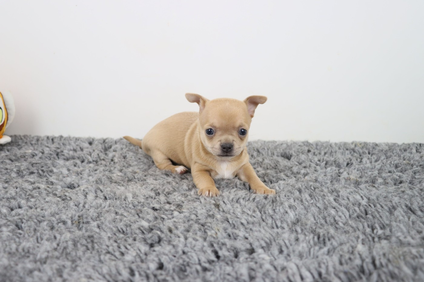 de la grande equinoxe - Chiots disponibles - Chihuahua