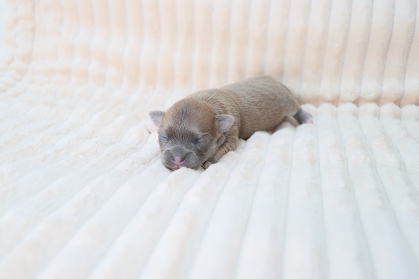 de la grande equinoxe - Chiots disponibles - Chihuahua