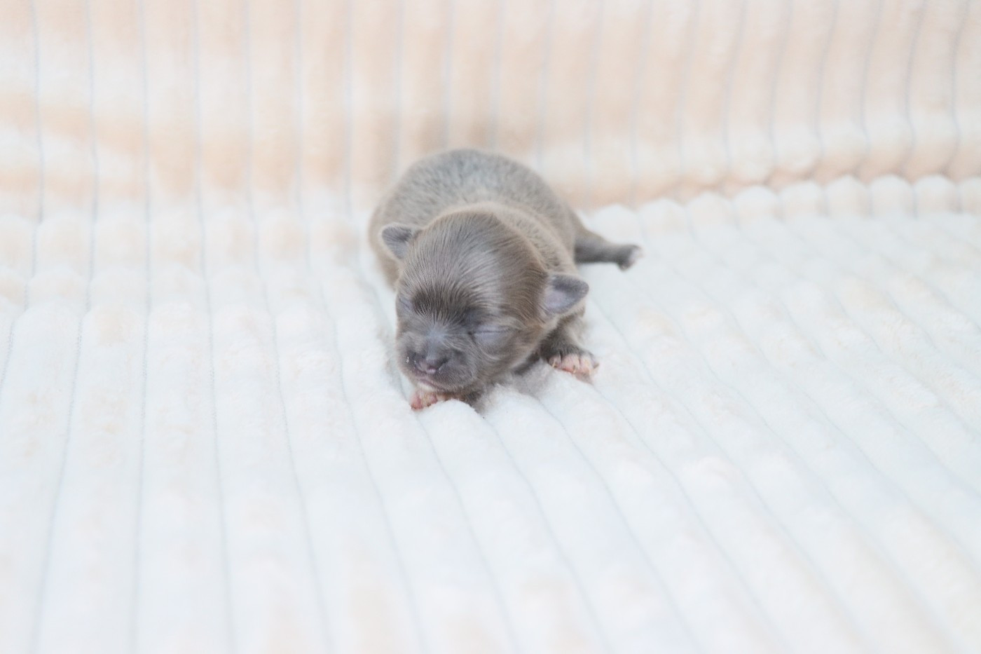 de la grande equinoxe - Chiots disponibles - Chihuahua